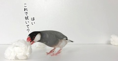 あ！そのティッシュは…