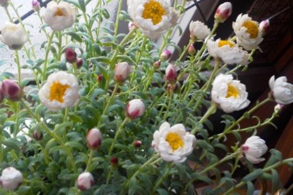 こそっと菜園 花かんざし