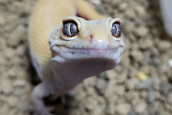 どうぶつの速報 爬虫類