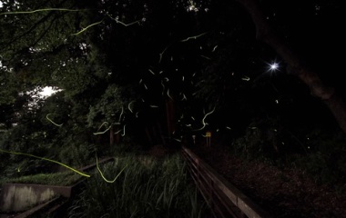 『投稿：横浜市梅田川のホタル【追記】＆四季の森公園のホタル　2025/06/17』の画像
