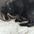 あっ！！　かえでちゃん爪　切らなくては