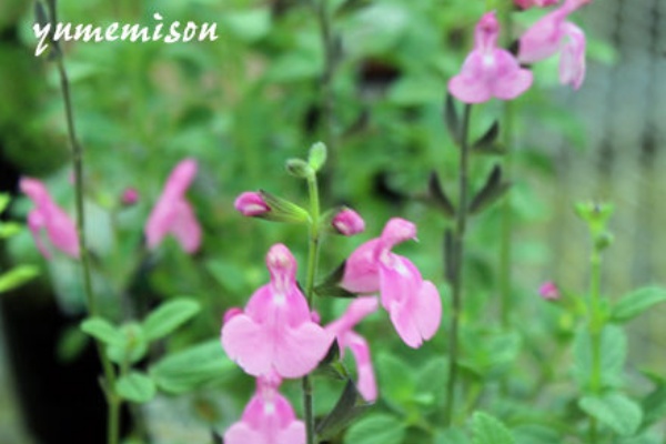チェリーセージの花色もいろいろあります 花とハーブで 元気いっぱい