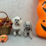 Dr.きょうのぼちぼちブログ