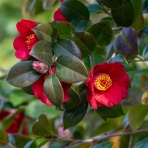 楽のデジカメ散歩