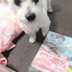 大きいマルチーズ☆ニノさん。