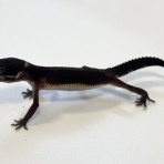 爬虫類クラブJ 横須賀店ブログ