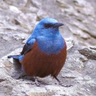 『投稿：BORG107FLによる水辺の野鳥５態　2022/07/29』の画像