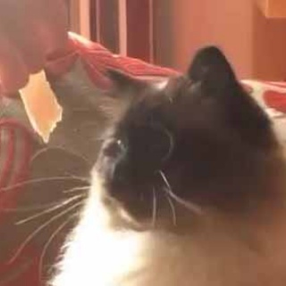 猫の動画 ねこわん！