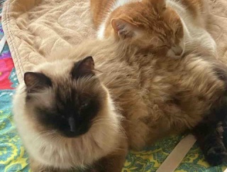 【猫日記】猫の多頭飼いで注意が必要な事