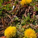 セイヨウタンポポ