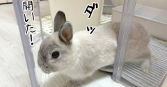 うさぎのルリ(5/7追記)