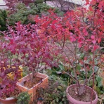 海彦・山彦の白秋日記