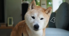 酷暑日でたっ！