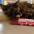 里親さんを待ってる猫たち(8/1)
