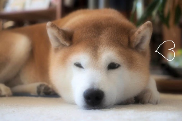 湘南凸凹柴wan日記 思い出話 Powered By ライブドアブログ