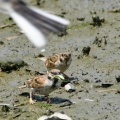2026年7月22日の野鳥公園