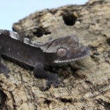 『【新入荷】アザンクレス、ホワイトノーザンアオジタ、その他色々』の画像