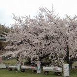 『【真野】それぞれの観桜会』の画像