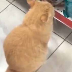 見知らぬネコが店の中にいた。近づいてみる。あの、これを買ってくれませんか？ → 野良さんはこうした…