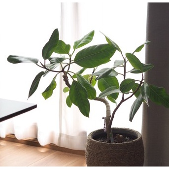 善意のすれ違い