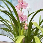 タガメとタナゴ、ちょっと家庭菜園のblog