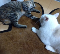 実物のﾆｭｰﾈｺﾁｬﾝスペシャル4