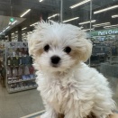 白いフワフワちゃん💫✨