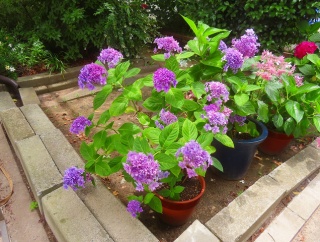 ひまわりの植え付け
