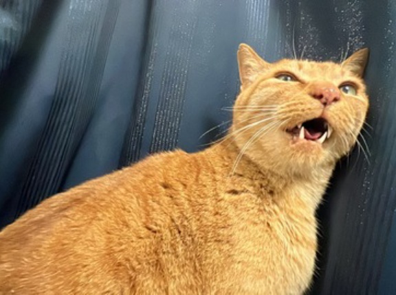 シャー！をする猫たち　20260907