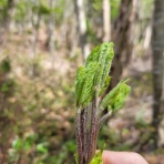 愚三昧 菜る海のスタッフブログ
