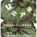 ベゴニア展始まります