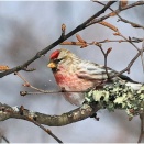 ２年ぶりのベニヒワ♂さん