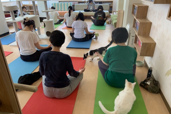 猫式ブログ～里親募集型猫カフェ - ヨガ