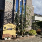 『庭木の剪定＆ひーちゃん（おかわり）』の画像