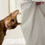 おうちごはんとおかしとねこ
