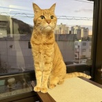 アンキャットホテルのblog