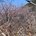 安行で椿寒桜と安行寒桜が満開