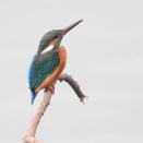 久しぶり カワセミ（翡翠）。ミコアイサ。ミサゴ。