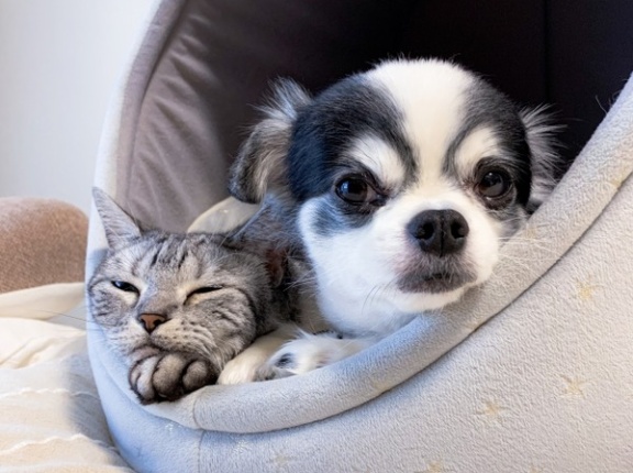 犬・猫好きさん集まれ！ペット用品大集合！『大かま』で『にいがた犬の陣×猫の陣2025秋』開催！11月8日、9日。