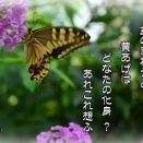 ｢盆の訪問蝶｣