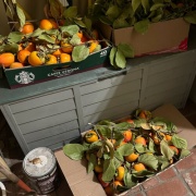 枝付に娘さんの想い