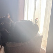 7年ぶりに出番が来た猫用ブラシ