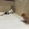 🐶なかよしパピー🐶