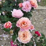 のばらのガーデニングブログ　Hana and Rose Garden+