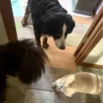 バーニーズのジョンとわんこの里親探し