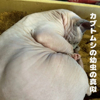 のっぴきならない。