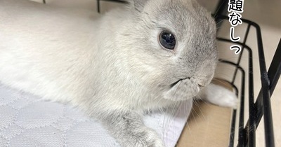 うさぎのルリ(3/13追記)