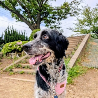 GUNDOG RESCUE CACI 活動ブログ