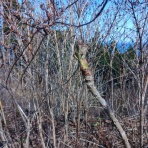 御巌鬼山((オイワキヤマアソベ))阿曽辺の山菜&キノコハンター日記2026…