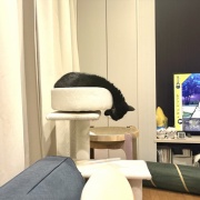 苦しそうな体勢で寝るアヤちゃん